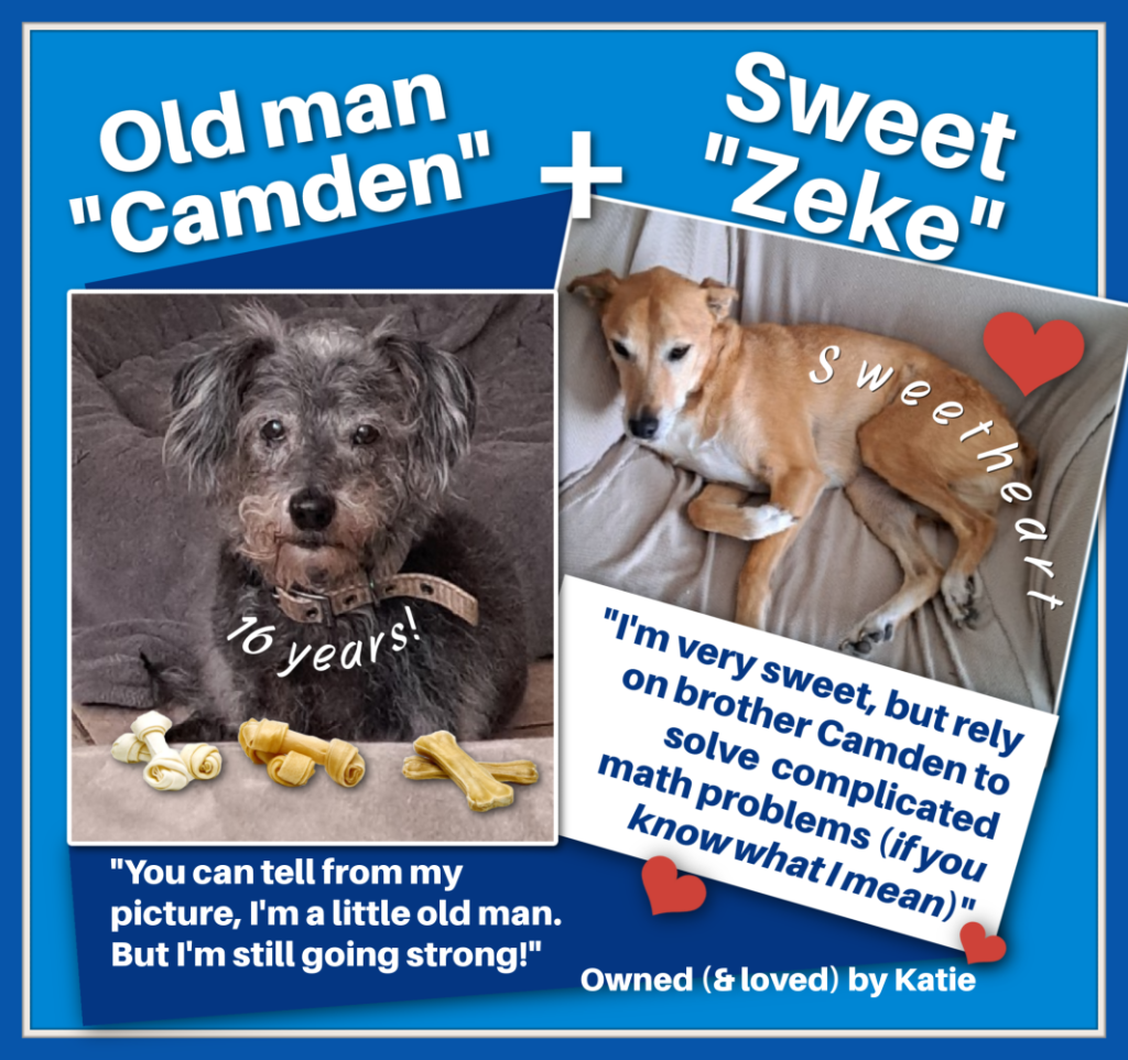 Camden & Zeke are "pet residents" at pet friendly Fishermans Cove Waterfront Resort