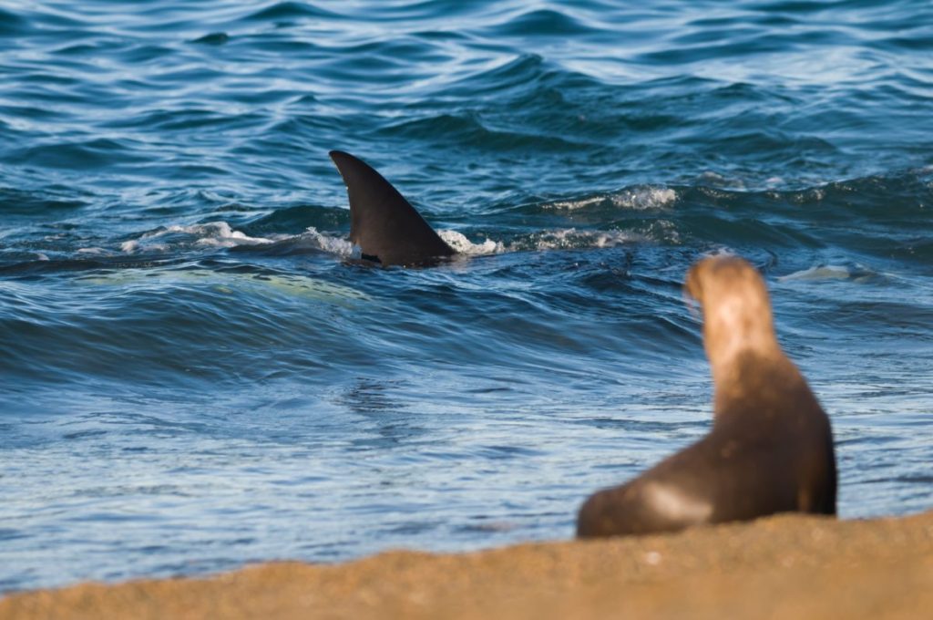 A Seal is stalked by a killer whale. Evolution and survival play a key role in dampening adult joy
